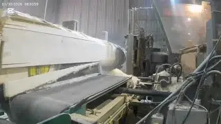 Big BIG & BIGGER Poplar 