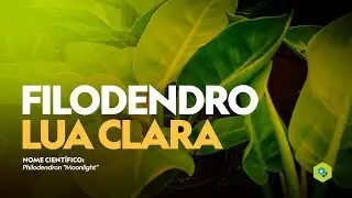 Filodendro Lua Clara - Philodendron &ldquo;moonlight&rdquo;