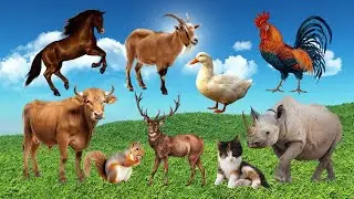 Cute Farm Animal Sound Video Like Caw, Hippo, Dog, Hen, Duck, Alpaca, Cat, Giraffe, Zebra, And More