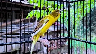 The Best Canary Sounds!! Russian Canary Singing for Training