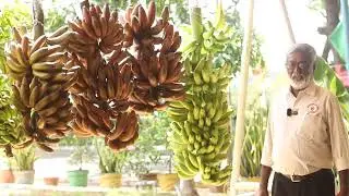 திசு வளர்ப்பில் பயிரிடப்படும் வாழை | jayashree biotech G9 Tissue Culture Banana Cultivation