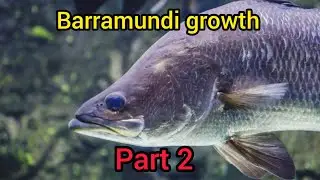 Barramundi growth part 2