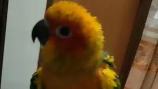 Super tame Sunconur.সানকুনুর#sunconurebird #tamebird #petlover #birdlovers 