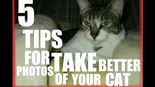 5 Tips for take better photos of your cat - Kira Meower