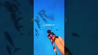 Secret Dolphin Reef 🐬 Red Sea Liveaboard #diving #adventureawaits #liveaboard