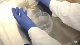Pouring agar plates (wrong)