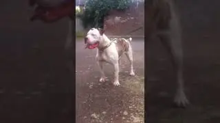 Baros the Amazing  American Bulldog