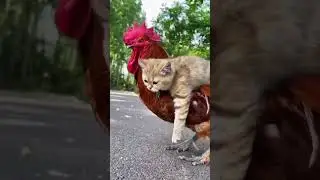 Cat and Hen Friendship #shorts
