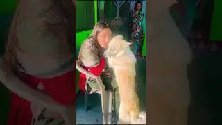 The most innocent eyes in the world ❣️#viralvideo #youtubeshorts #shortvideo