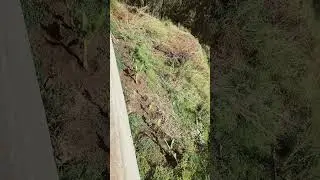 New lawn mower to clean up yard