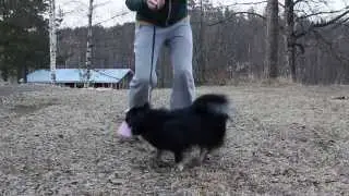 tiibetinspanieli kohta 1v 1kk