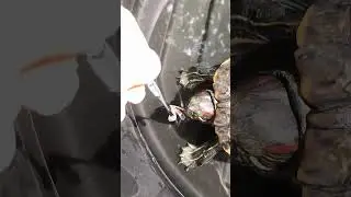 Does Turtle Like Taste of Invasive Lantern Fly? #shorts #pets #animals