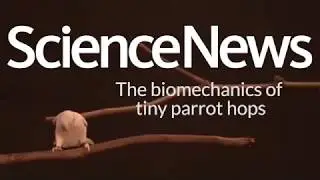 The biomechanics of tiny parrot hops | Science News