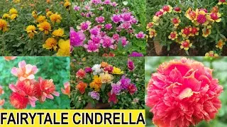 Table Rose - Pathumani online - Portulaca- Fairytale - Cindrella..