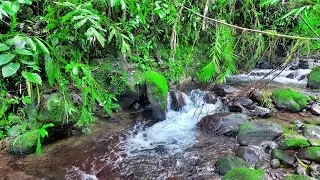Mossy Paradise: Relaxing River Sounds And Forest Melodies - Gently Flowing River Sounds