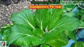 AQUAPONICS PE-TSAI || Aquaponics for food😁😉
