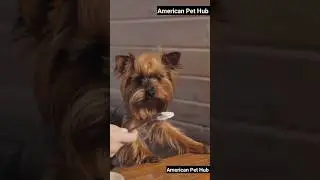 Dogs Have a Sixth Sense? 🤯 Amazing Facts for USA Dog Owners! 🇺🇸🐶#PetFacts#AmericanPetHub #DogSense