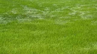 風吹 草動 的 美麗 稻田 ( 花蓮縣 富里鄉 ) Taiwan’s  field  scenery