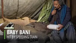 Baby Elephant Bani Hit By Speeding Train