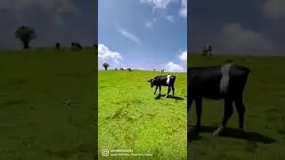 natural beauty of Razmak waziristan #short #beauty #razmak #waziristan