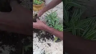 spider Plant DIY ideas indoor plants #shorts #decoration