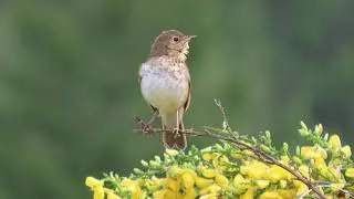 Swainson's Thrush singing and calling