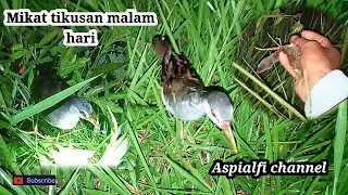 Menangkap mikat tikusan di malam hari