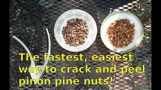 The fastest, easiest way to crack and peel pinon pine nuts!