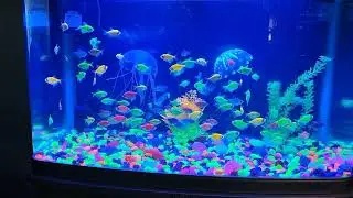 My beautiful glo fish aquarium. #pets #glofish #glowfish #fishpetfun #aquarium #neonfish #beautiful