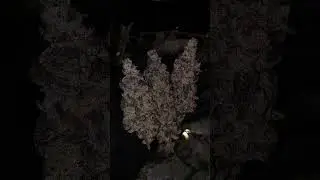 Cap Junky - Capulator's MAC x Seed Junky Genetics
