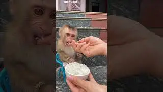 funny animals 🐒😂#monkey #shorts #cute #viral