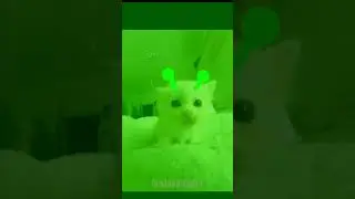 intergalactic brainrot cat#intergalactic #instagram #memes #viral #alien #space #racism #cat #dog