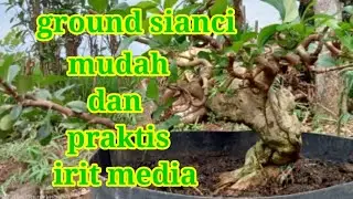 #sianci(Cherry Barbados) Cara mudah ground irit media dan memudahkan pada waktu panen