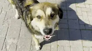 Chekanje - Leana Thaqi