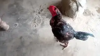 madia fight rooster java 🐓viralshoots feedshorts September 3, 2025