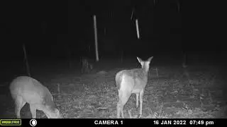 Train camera from the Orchard spring 2022 with drone overhead!!