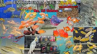 EXOTIC FISHS & PETS SHOP | SUNDAY OFFER WALE FISHS | CAT FOOD | STONES ALL ACCESSORIES
