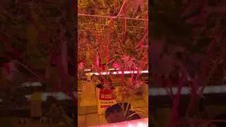 Advanced Under Canopy LED Grow Lights 120W 80% Red | Flexstar