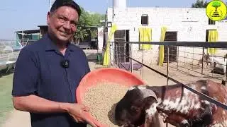 🐐 Amazing Goat Feeding & Care Tips | Raise Healthy Goats Fast!&rdquo; ✅ #goat  #animals 🐑