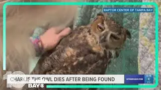 'Charlie the Owl' dies after being found