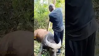 Buffalo hunter in Nigeria #viralvideo #wildlife #junglehunter #africa #animals