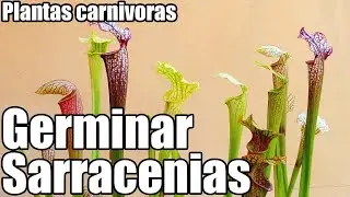 Como germinar semillas de SARRACENIAS || plantas carnívoras || Bananafabric