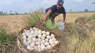wow amazing fishing! a farmer pick a lot of duck eggs under grass at field by hand