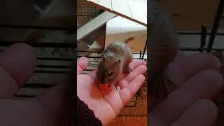 Carrot - Gerbil Cuteness