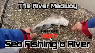 Sea Fishing UK | The River Medway, Chatham, Kent | Catching the Target Species