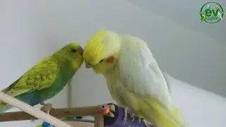 Muhabbet Kuşu ve Sultan Papağanı benzerlik ve farklılıkları