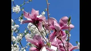 Magnolia soulangeana 'rustica rubra' & Magnolia x soulangeana Sunrise_03052024_Lettonie