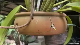 As orquídeas sofrem com o calor? 