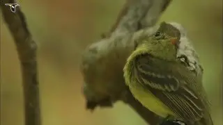 A Cordilleran Flycatcher on the lookout for insects