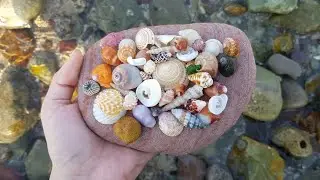finding amazing seashells on the beach